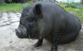 Какие болезни тревожат вьетнамских вислобрюхих свиней