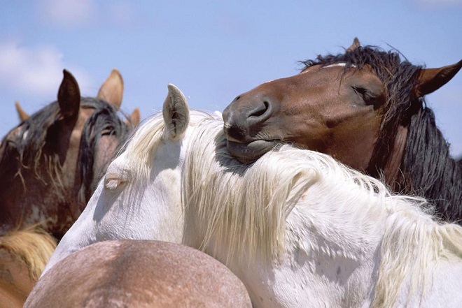 С сородичами лошади спокойно