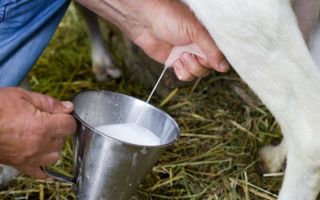 Советы и инструкции по правильному доению козы