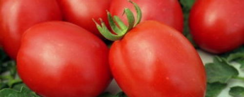 «Де Барао» — особенности, характеристика и выращивание сорта томатов
