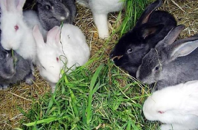 В теплое время года кролики предпочитают траву, веточки и овощи